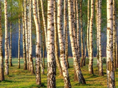 Les ingrédients BIO:  Le Bouleau [Betula]