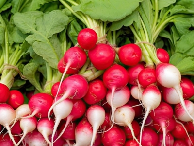 Les ingrédients BIO: Conservateur à base de ferment de radis [Leuconostoc/Radish